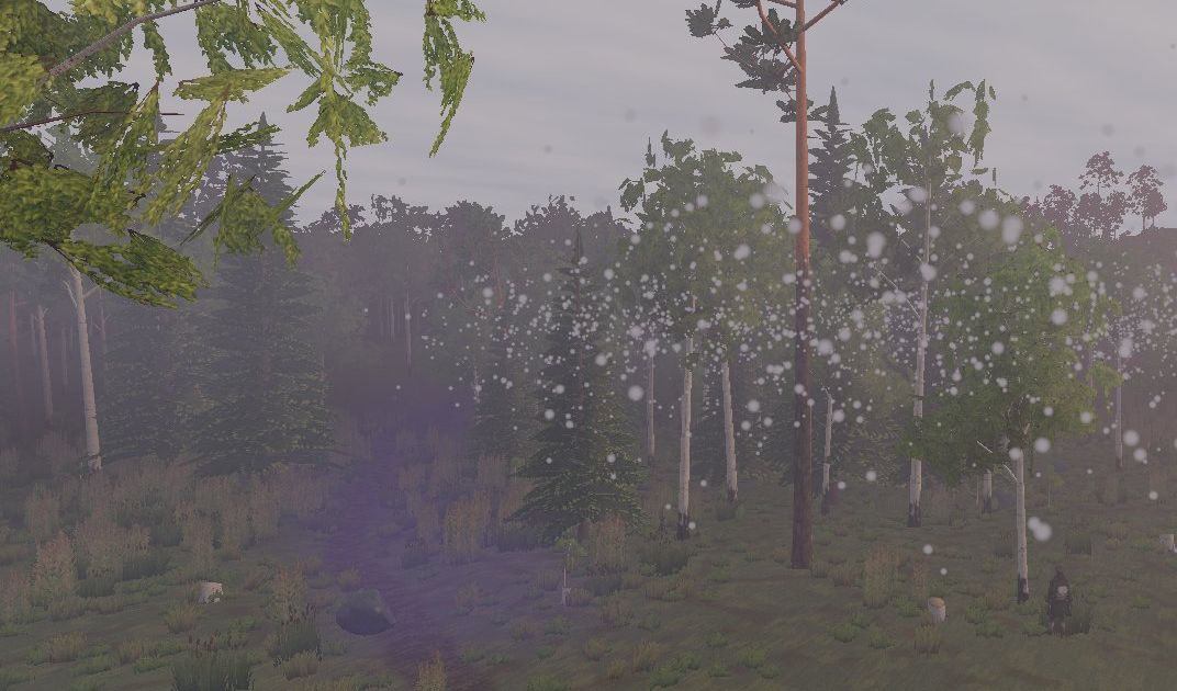 Snow falling through the pines and birches